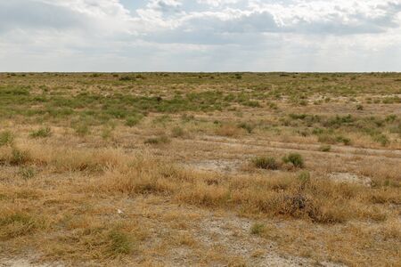 shrub and grass in the steppe near the Syr Darya river, Kazakhstan.の写真素材