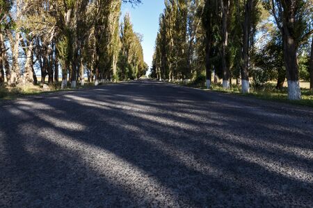 asphalt road along the southern shore of Lake Issyk-Kul in Kyrgyzstan. poplar trees on the side of the road.の写真素材
