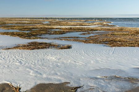 seaweed and foam on the shore of Lake Kamyslybas, large saltwater lake in the Kyzylorda Region of Kazakhstan.の写真素材