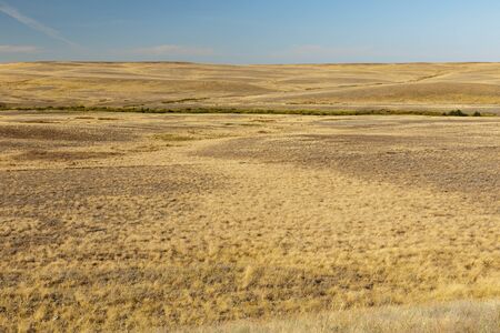 dry grass in the steppe. empty steppe in Kazakhstan, landscapeの写真素材