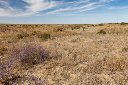 steppe in Kazakhstan. Dry grass and flowering shrub in the steppe.の写真素材