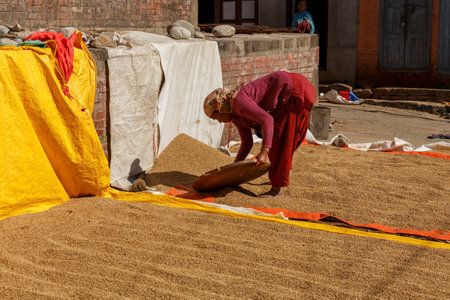 Kirtipur, Nepal - November 13, 2016: Nepalese woman sieves and chooses the rice which is dried in...