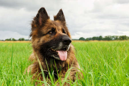 German shepherd dog lies in green grass. Close-up dog head.の写真素材
