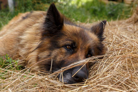 German shepherd dog lies in the hay. Sad dog.