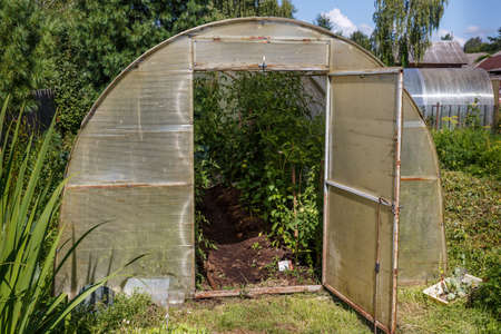 Greenhouse for tomatoes in the garden. Tomato seedlings growing in the greenhouse.の写真素材