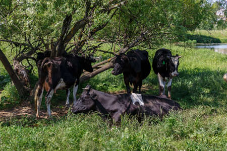 A herd of cows is resting in the shade of a tree in a meadow near the river.