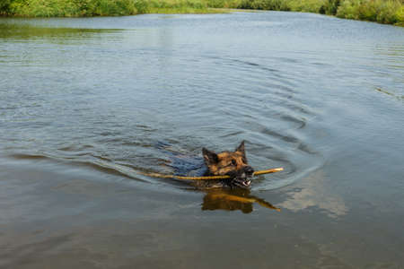 German shepherd dog floats on the river with a wooden stick in his teeth.の写真素材