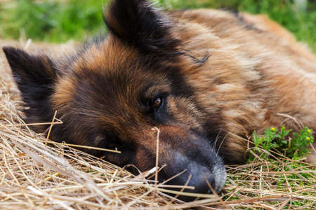 German shepherd dog. A sad sick dog lies in the hay and looks at the camera. Close-up of a dog's head.の写真素材