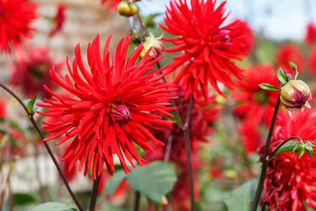 Red Dahlia. Red flowers grow in the garden. Flower close-up.の写真素材