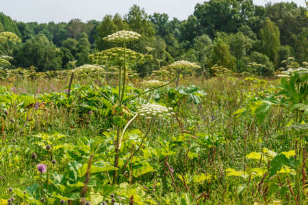 Heracleum. Cow parsnip blooms in summer in a meadow.の写真素材