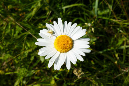 Little white spider on the chamomile petals. Flowers in the meadow.の写真素材
