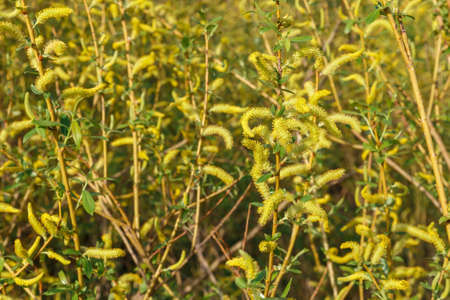 Blooming willow tree. Willow flowers background. Selective focus.