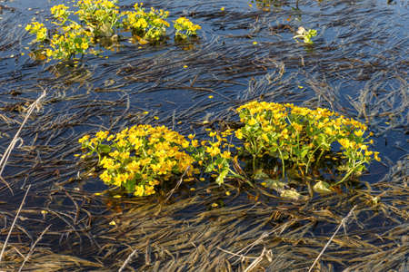 Caltha palustris, known as marsh marigold. Yellow flowers blooming in the swamp.の写真素材