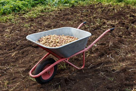 Fresh potatoes in a wheelbarrow. Harvesting potatoes in autumn.の写真素材