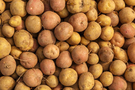 Young potatoes in a pile. Background and texture.