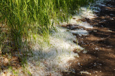 Grass and poplar fluff. The green grass is covered with white poplar fluff. Snow in the summer.