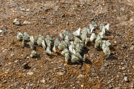 Black-veined White butterflies on the ground. Aporia crataegiの写真素材