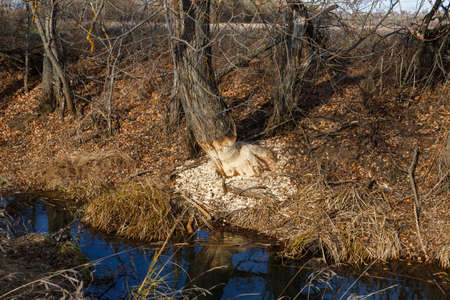Tree gnawed by beavers. Signs of beaver activity