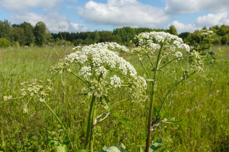 Cow parsnip in field. dangerous allergic hogweed plant growing in the field. Blooming plant on a summer day.の写真素材