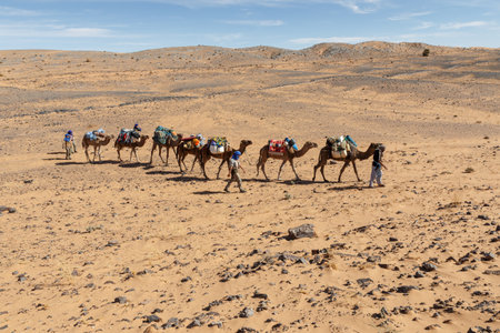 Errachidia Province, Morocco - October 16, 2015: Berber leads a camel caravan through the Sahara Desert in Moroccoのeditorial素材