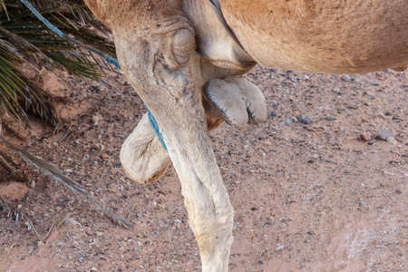 Dromedary camel's hoof detail. Camel with a tied foot in Sahara desert. Animal themeの写真素材