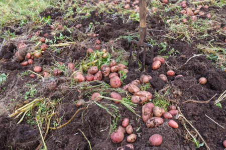 Potatoes and pitchfork in the vegetable garden. Harvesting potatoes in autumn.の写真素材