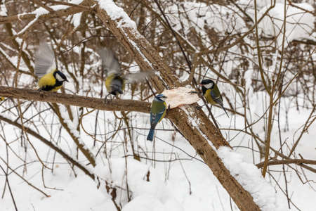 great tit and blue tit. Birds sit on a tree branch and peck lard in the forest in winter. Feeding birds in winter.の写真素材