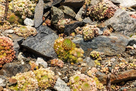 Orostachys spinosa. Wild plants on Lake Baikal.