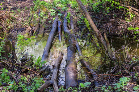 Bridge made of logs across a puddle in the forest.の写真素材