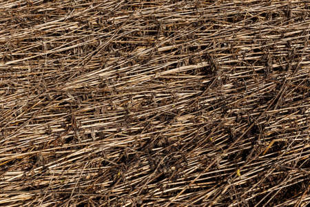 Dry grass background. Natural texture and background from dry grass stems.の写真素材
