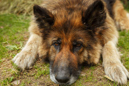 german shepherd dog. Sad dog lies on the ground and looks sadly at the camera.の写真素材