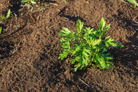 Artemisia vulgaris, mugwort, common wormwood. Young green bush of wormwood grows on the soil.