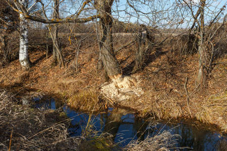 tree gnawed by beavers on the river bank. Signs of beaver activityの写真素材
