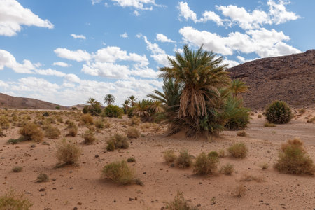 Palm tree and dry grass in the Sahara Desert. Beautiful desert landscape against a blue cloudy sky.の写真素材