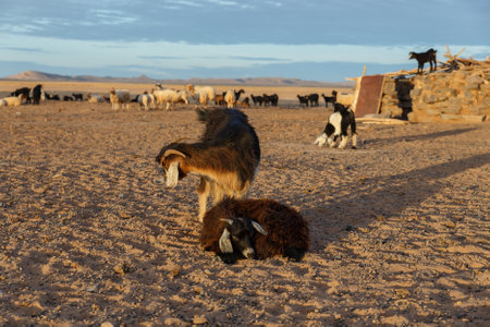 goats near berber house. Morning in the Sahara desert in Morocco.の写真素材