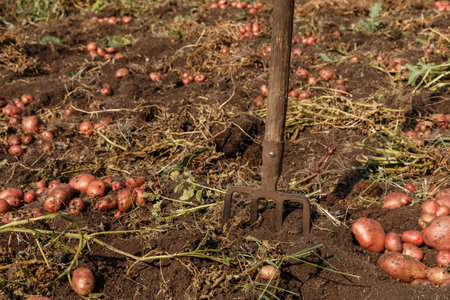 Pitchfork sticking out of the ground. Potato digging. Harvesting potatoes in autumn.の写真素材