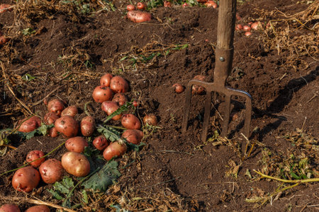 Heap of potatoes and Pitchfork sticking out of the ground. Potato digging. Harvesting potatoes in autumn.の写真素材