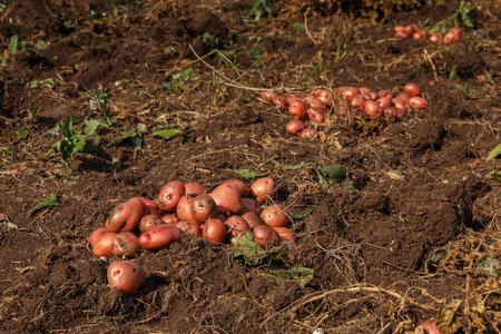 Piles of newly harvested potatoes on the field. Harvesting potato roots from soil in homemade garden. organic farmingの写真素材