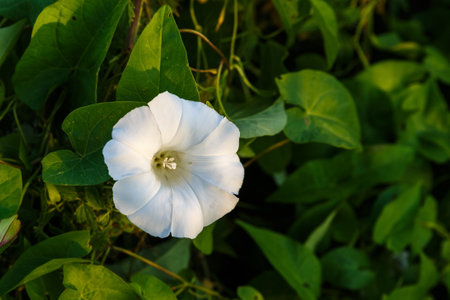 Calystegia sepium. Hedge bindweed flower. beautiful white flower in sunlight.の写真素材