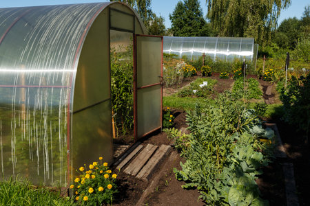 polycarbonate greenhouse in the garden. Greenhouse with an open door in the vegetable garden.の写真素材