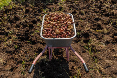 Fresh organic potatoes in a garden wheelbarrow. Harvesting potatoes in autumn.