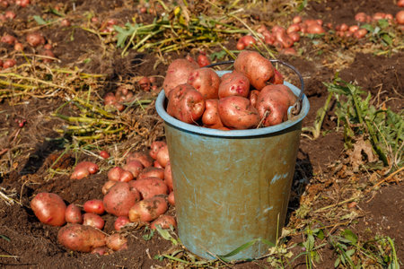 Full bucket of potatoes standing in the field. Harvesting potatoes in autumn.の写真素材