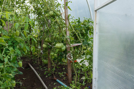 Greenhouse for tomatoes. polycarbonate greenhouses in the garden. Open door to the greenhouse.の写真素材