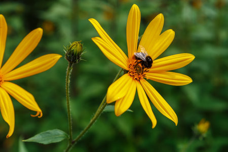 bumblebee and Jerusalem artichoke flower. Blooming yellow flower with bumblebee on a green nature backgroundの写真素材