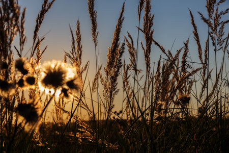 Wild grass in nature on a sunset background. grass silhouette against sunsetの写真素材
