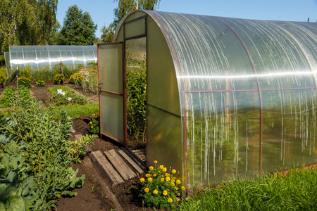 polycarbonate greenhouse in the garden. Greenhouse with an open door in the vegetable garden.の写真素材