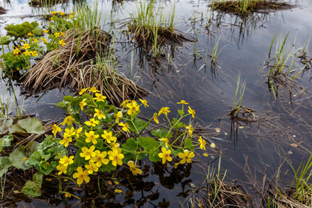 Caltha palustris, known as marsh marigold. Yellow blooming flowers growing in water.