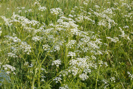 Achillea millefolium or common yarrow. Achillea millefolium flowers in summer meadow