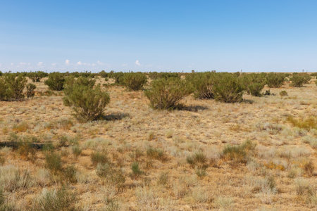 Sandy terrain of Atyrau Region features low shrubs and sparse vegetation under a clear blue sky, highlighting the arid beauty of Kazakhstan.の写真素材