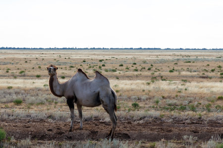 A camel is seen in the expansive steppe of Kazakhstan, surrounded by dry grasslands and small shrubs during the day.の写真素材
